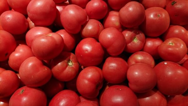 Tomato Hybrid